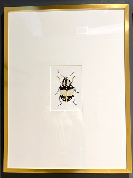 Framed Beetle Watercolor