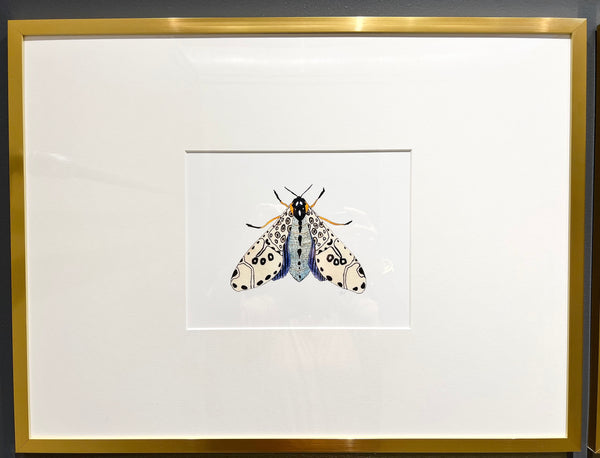 Framed Moth Watercolor