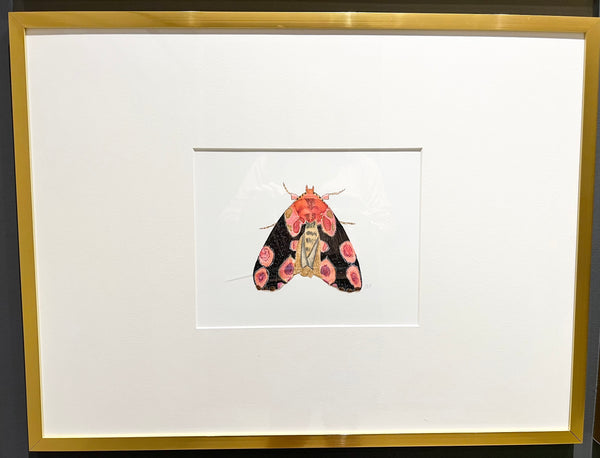 Framed Moth Watercolor